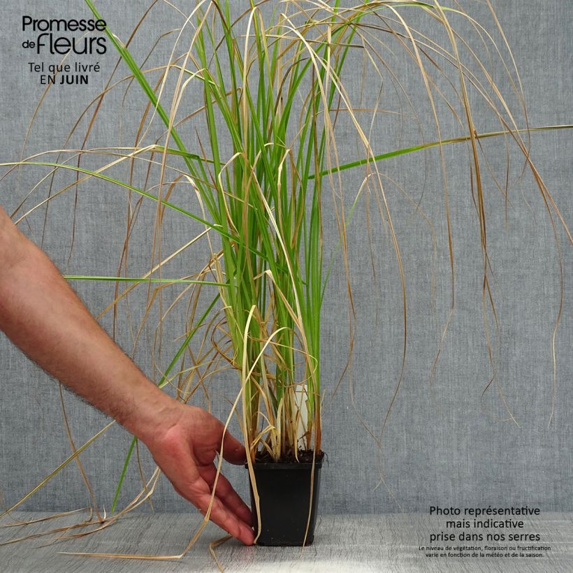 Carex riparia 8/9 cm pot sample as delivered in summer