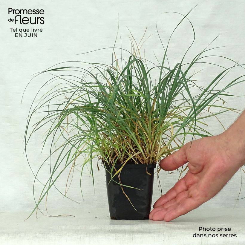 Carex panicea 8/9 cm pot sample as delivered in summer