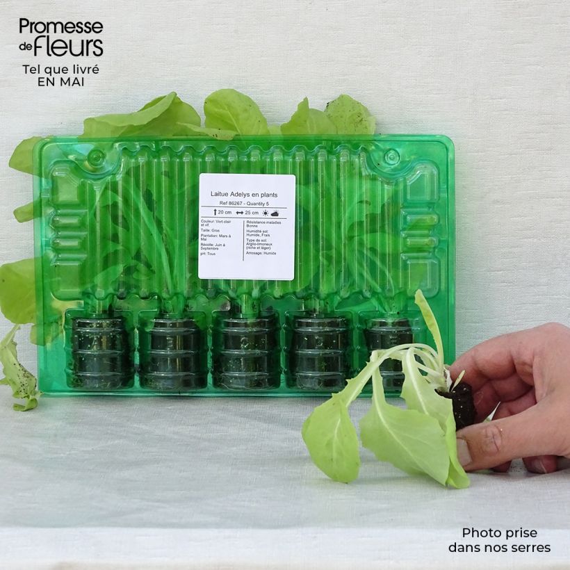 Lettuce Adelys plants - Lactuca sativa Root ball 4cm x 4.5cm sample as delivered in spring