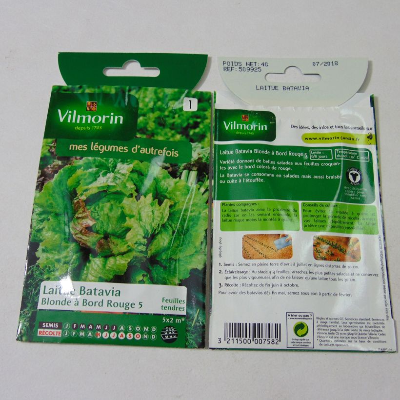 Example of Lettuce Red-Edged Green Batavia 5 - Vilmorin seeds per pack of 3200 seeds (4g) specimen as delivered
