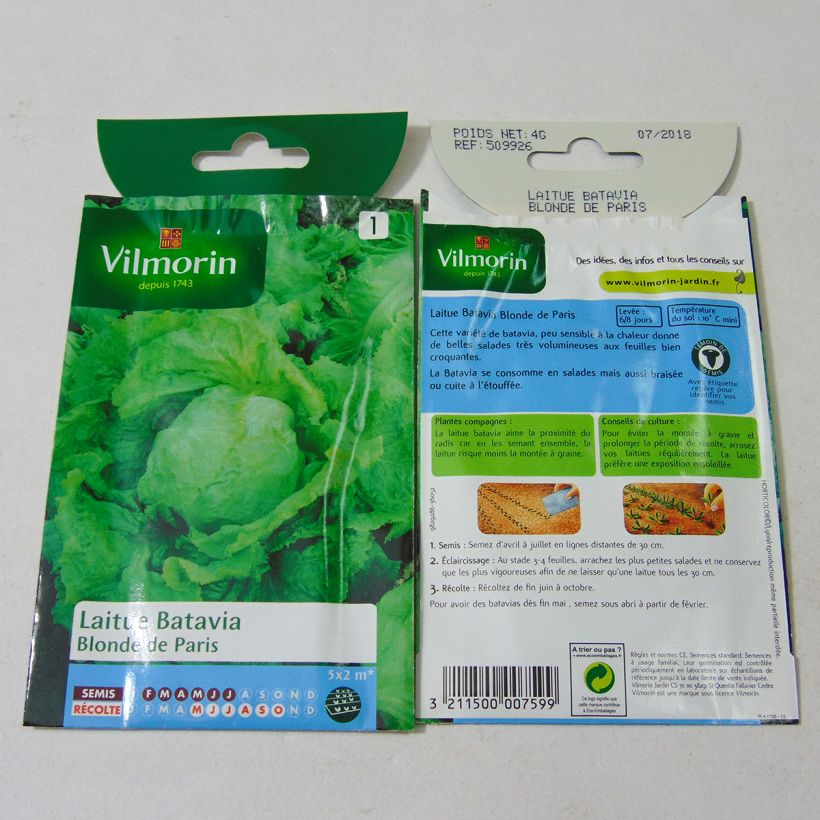 Example of Lettuce Batavia Blonde de Paris - Vilmorin seeds per pack of 3200 seeds (4g) specimen as delivered