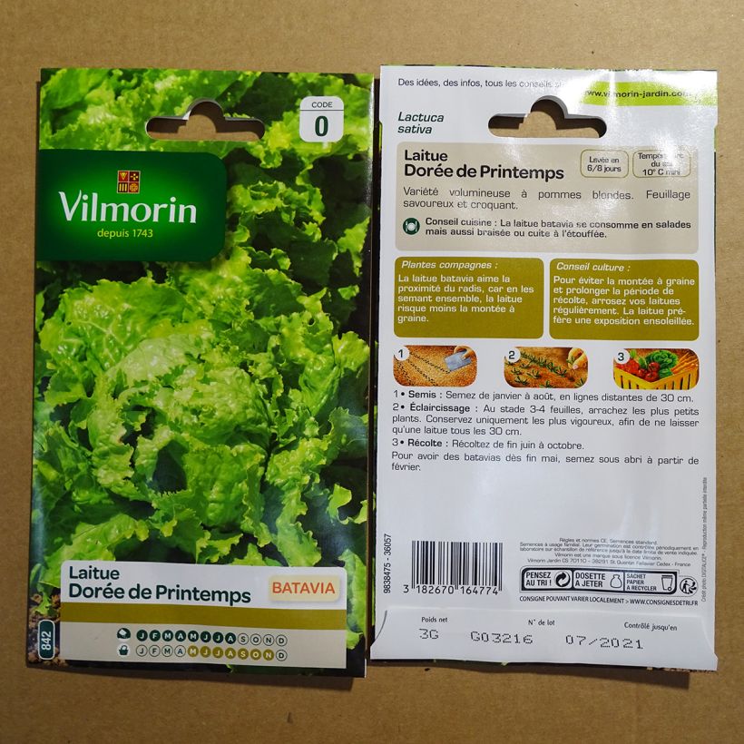 Example of Iceberg Lettuce Golden Spring - Vilmorin seeds per pack of 2400 seeds (3g) specimen as delivered