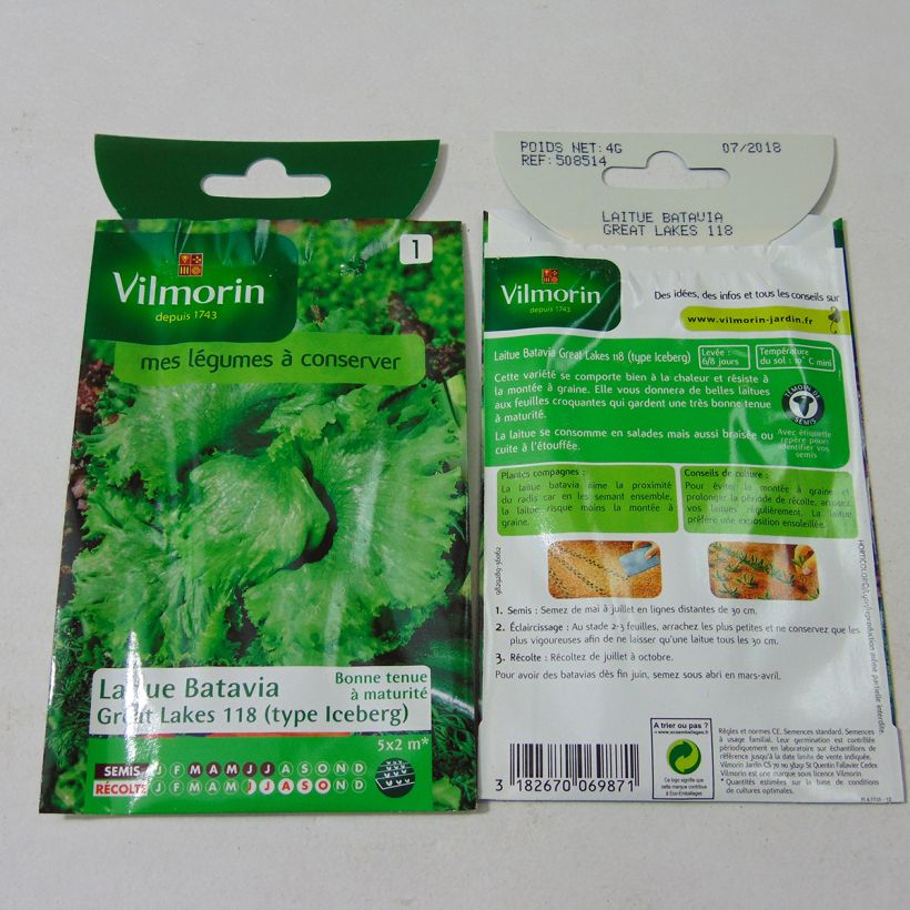 Example of Iceberg Lettuce Great Lakes 118 - Vilmorin seeds per pack of 3200 seeds (4g) specimen as delivered
