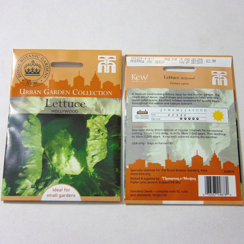 Example of Batavia Lettuce Hollywood - Lactuca sativa per pack of 350 seeds specimen as delivered