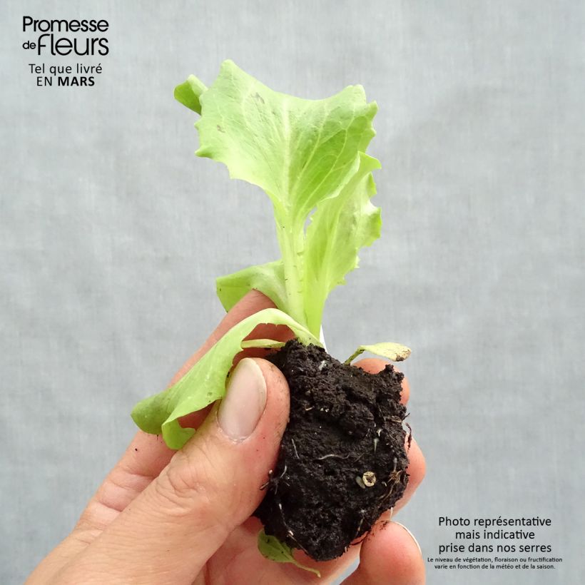 Batavia Lettuce Kamikaze - Lactuca sativa Root ball 4cm x 4.5cm sample as delivered in spring