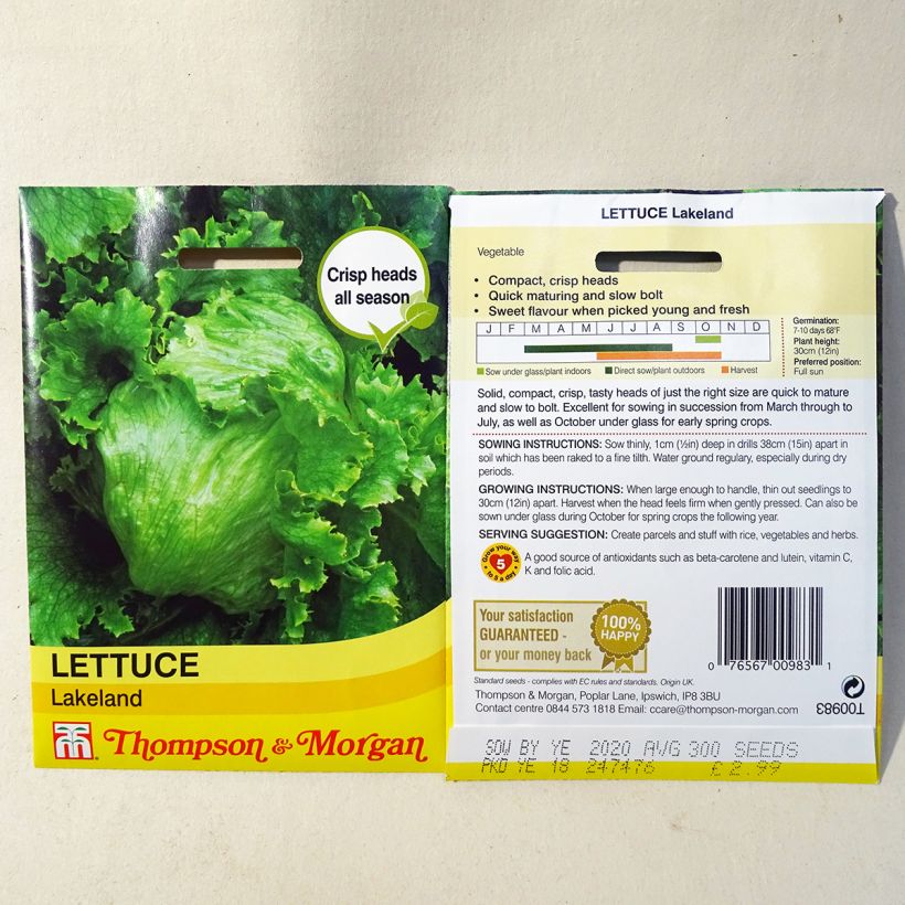 Example of Batavia Lettuce Lakeland - Lactuca sativa per pack of 300 seeds specimen as delivered