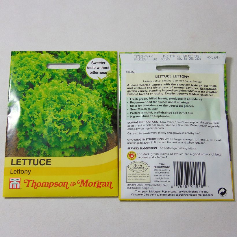 Example of Batavia Lettuce Lettony - Lactuca sativa per pack of 300 seeds specimen as delivered
