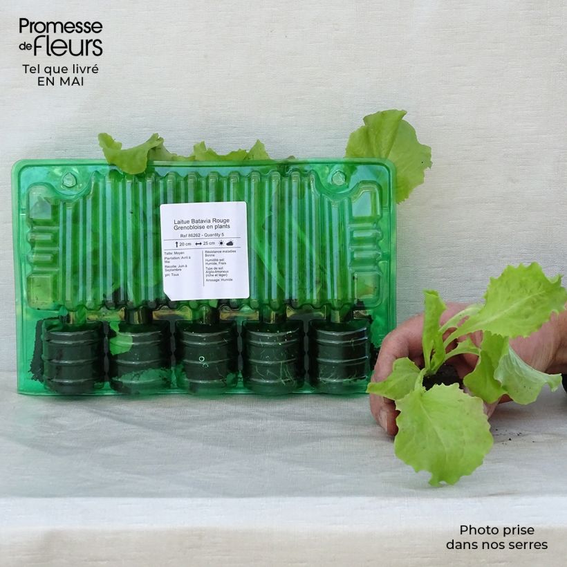 Batavia Lettuce Rouge Grenobloise plants - Lactuca sativa Root ball 4cm x 4.5cm sample as delivered in spring