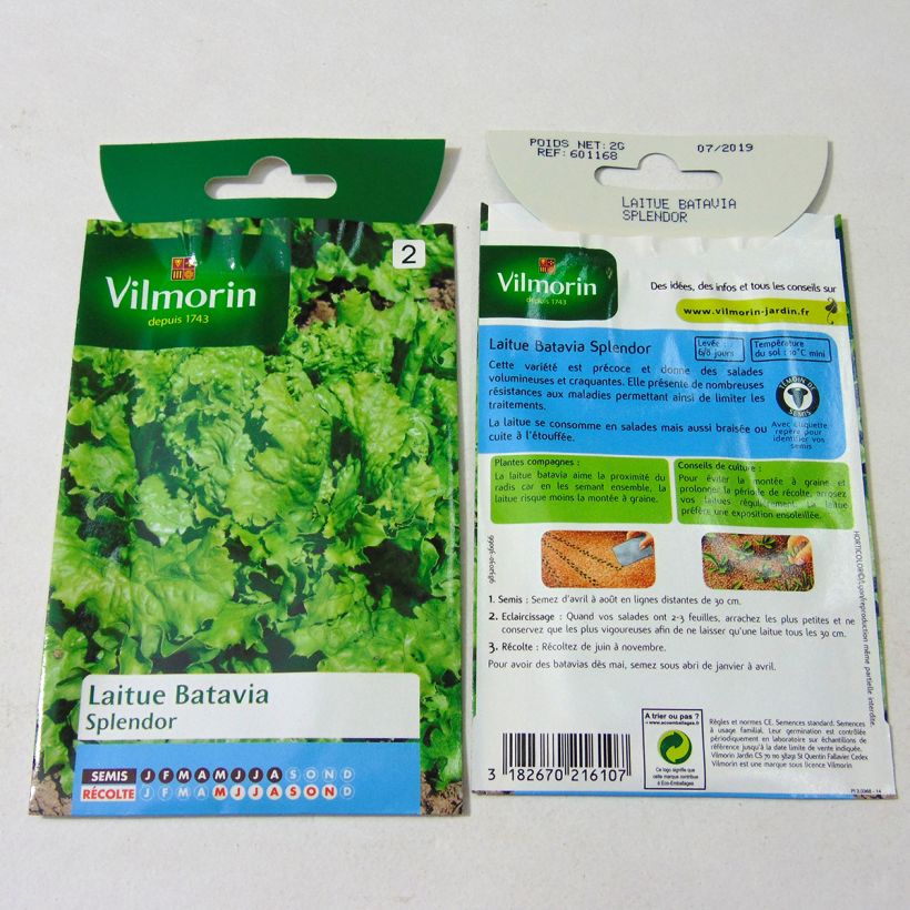 Example of Lettuce Splendor - Lactuca sativa per pack of 1600 seeds (2g) specimen as delivered