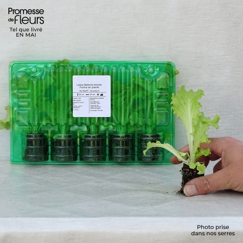 Batavia Lettuce Florine - Lactuca sativa Root ball 4cm x 4.5cm sample as delivered in spring