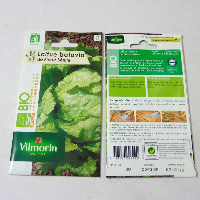 Example of Organic Batavia Lettuce Pierre Bénite - Vilmorin seeds - Lactuca sativa specimen as delivered