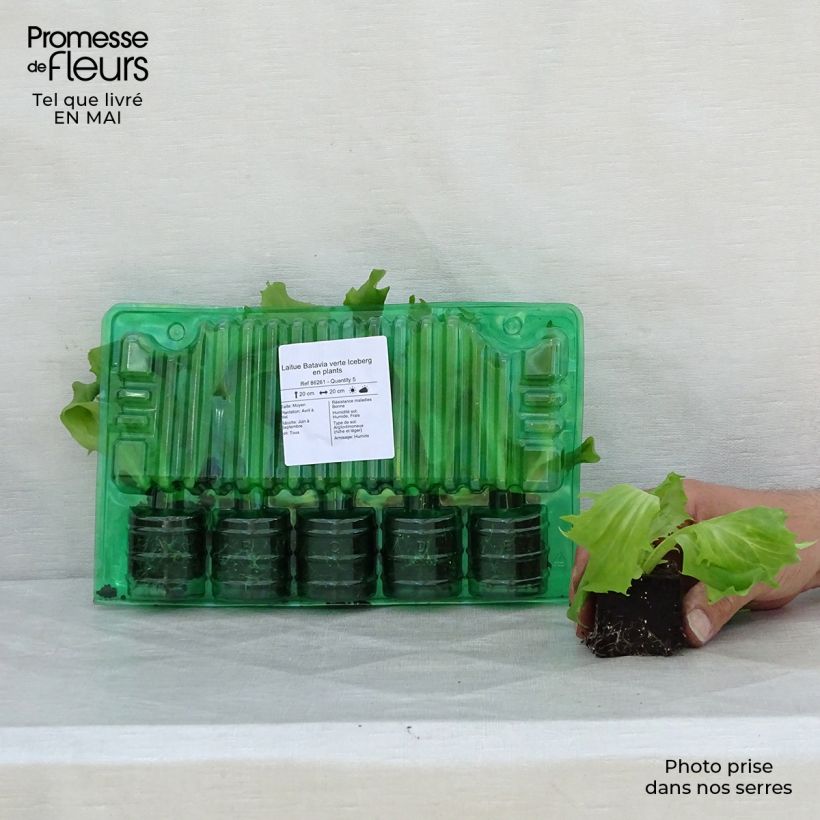 Batavia Lettuce Verte Iceberg - Lactuca sativa Root ball 4cm x 4.5cm sample as delivered in spring