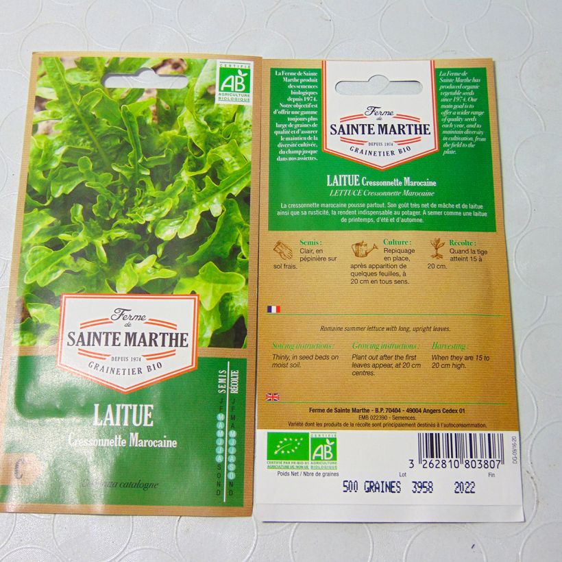 Example of Catalogna Lettuce (Radichetta) - Ferme de Sainte Marthe seeds per pack of 400 seeds specimen as delivered