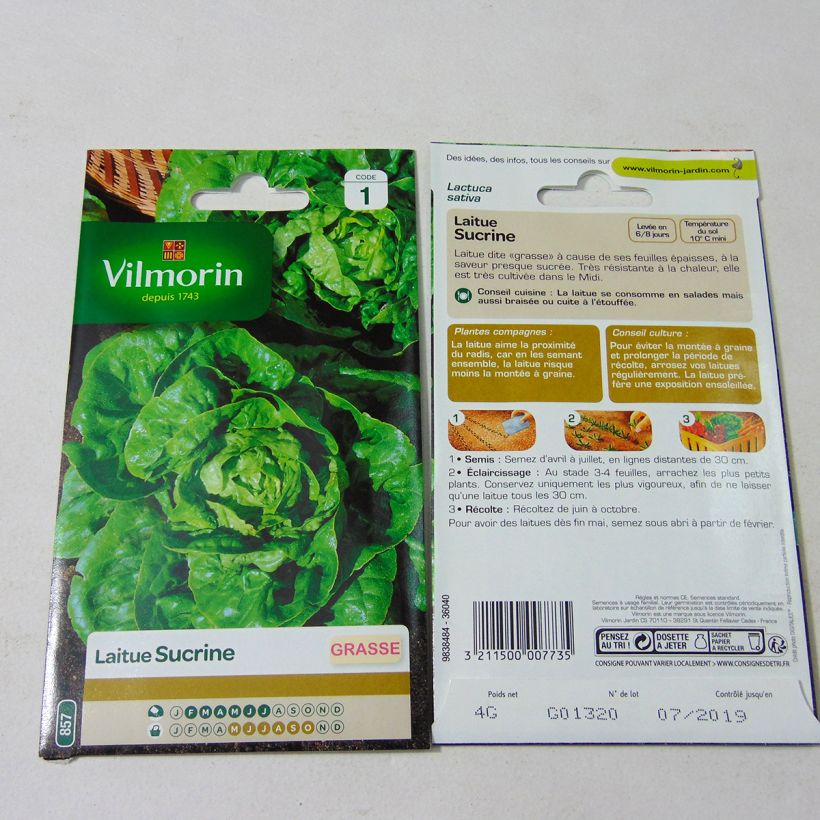 Example of Romaine Lettuce Sucrine - Vilmorin seeds - Lactuca sativa per pack of 3200 seeds (4g) specimen as delivered