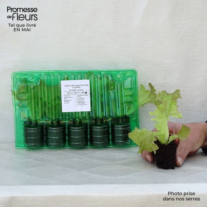 Lettuce Lollo rouge Concorde - Lactuca sativa Root ball 4cm x 4.5cm sample as delivered in spring