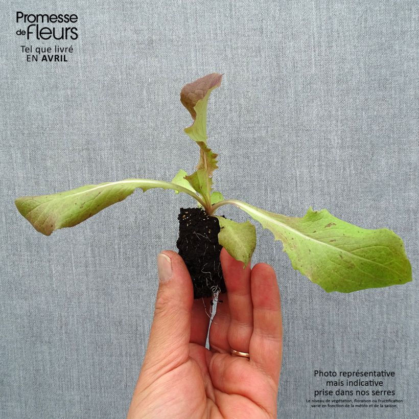 Lettuce Picholine - Lactuca sativa Root ball 4cm x 4.5cm sample as delivered in spring