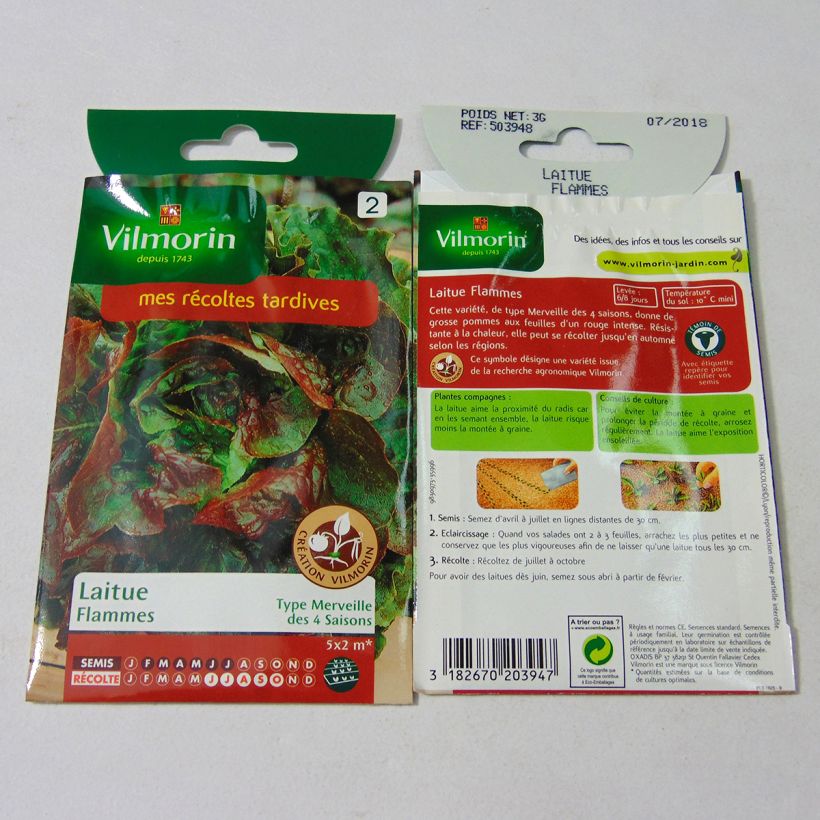 Example of Lettuce Flammes - Vilmorin seeds - Lactuca sativa per pack of 2400 seeds (3g) specimen as delivered