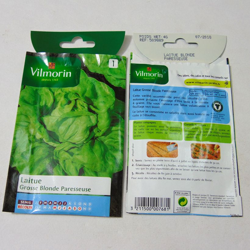 Example of Butterhead Lettuce Fat Lazy Blonde - Vilmorin Seeds per pack of 3200 seeds (4g) specimen as delivered