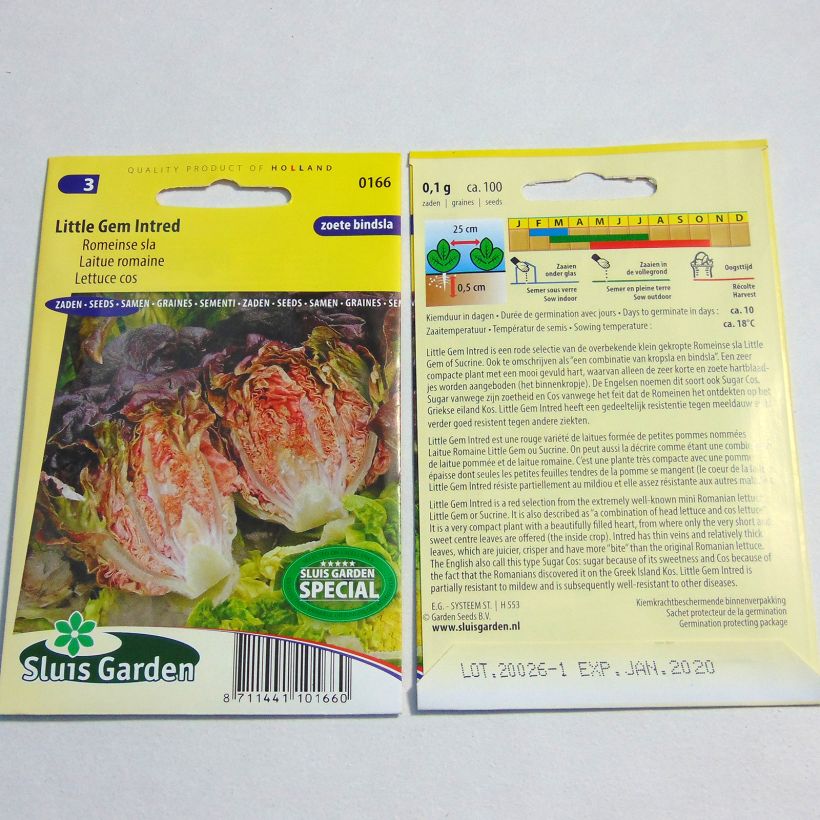 Example of Romaine Lettuce Little Gem Intred - Lactuca sativa per pack of 100 seeds specimen as delivered