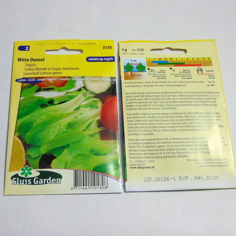 Example of Loose leaf Lettuce Green Improved - Lactuca sativa per pack of 6500 seeds (5g) specimen as delivered