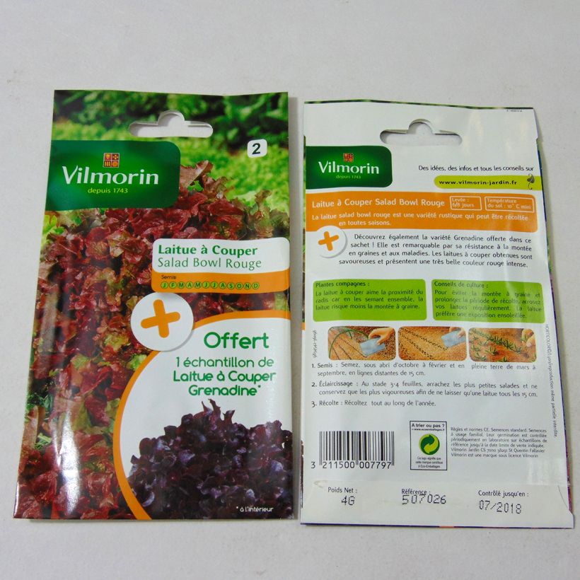Example of Loose leaf Lettuce Querido - Vilmorin creation per pack of 3200 seeds (4g) specimen as delivered