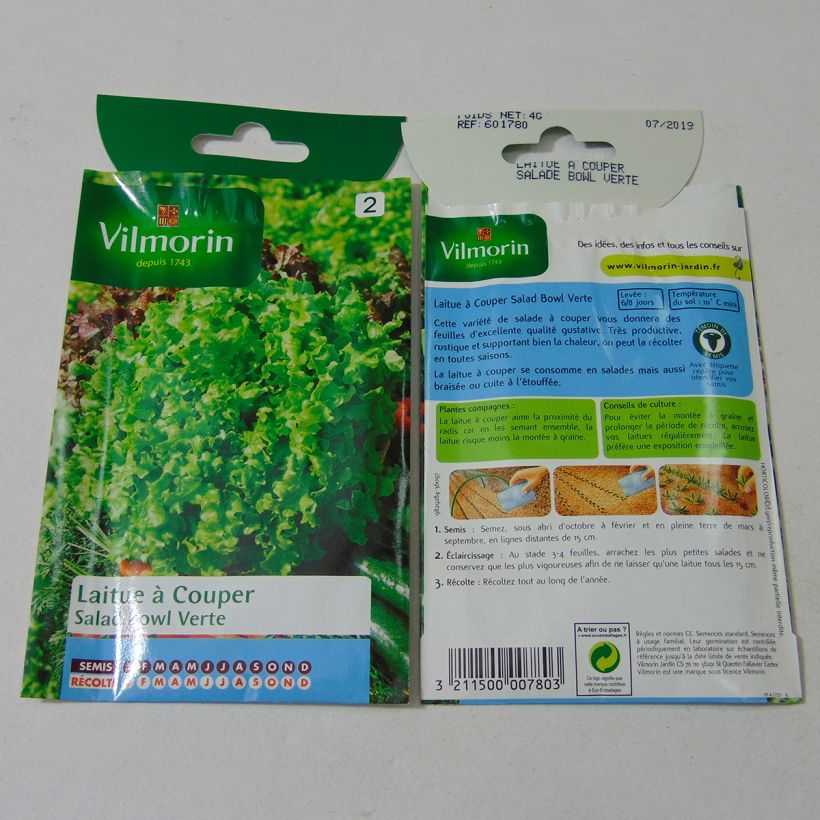 Example of Loose leaf Lettuce Green Salad Bowl - Vilmorin seeds per pack of 3200 seeds (4g) specimen as delivered