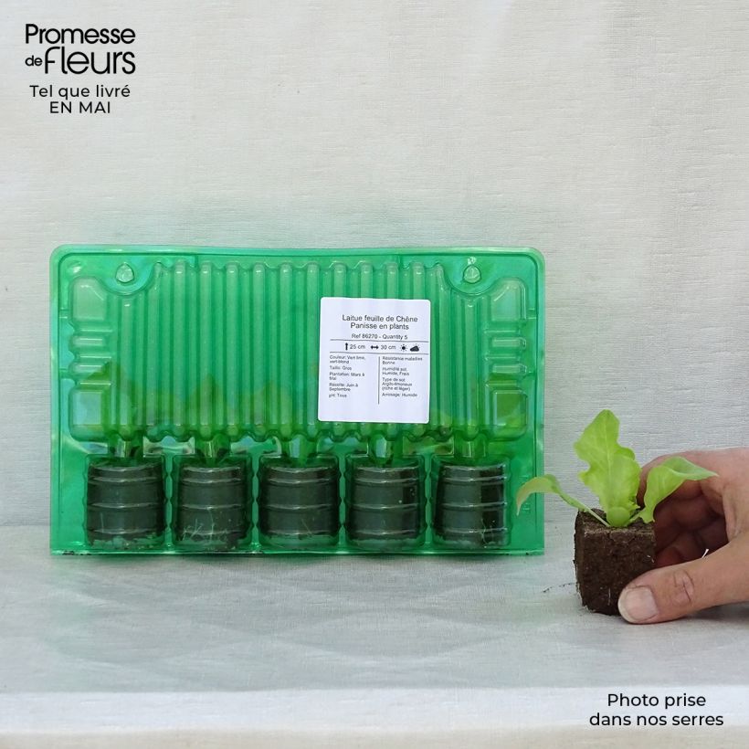 Oak Leaf Lettuce Panisse plants - Lactuca sativa Root ball 4cm x 4.5cm sample as delivered in spring