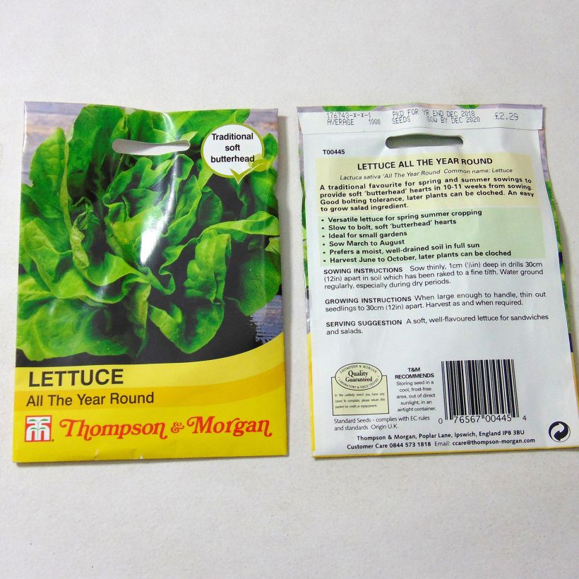 Example of Lettuce All The Year Round - Lactuca sativa specimen as delivered