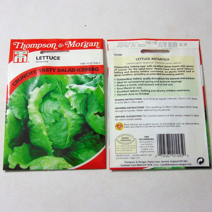 Example of Butterhead Lettuce Antartica - Lactuca sativa per pack of 250 seeds specimen as delivered