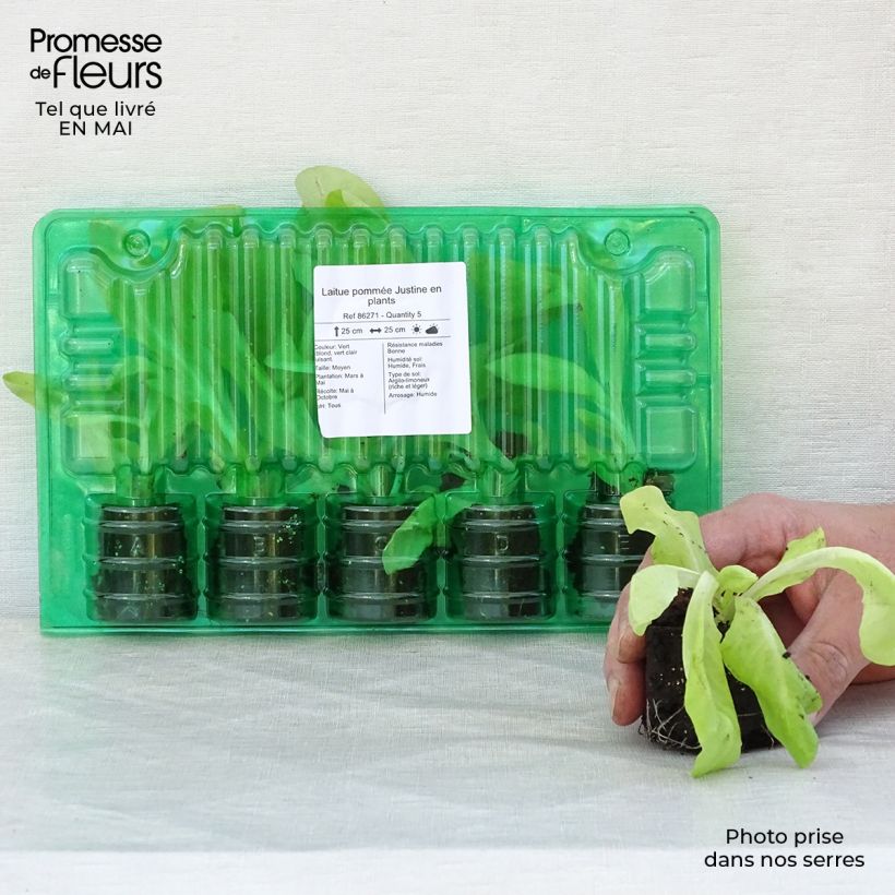 Lettuce Justine - Lactuca sativa Root ball 4cm x 4.5cm sample as delivered in spring