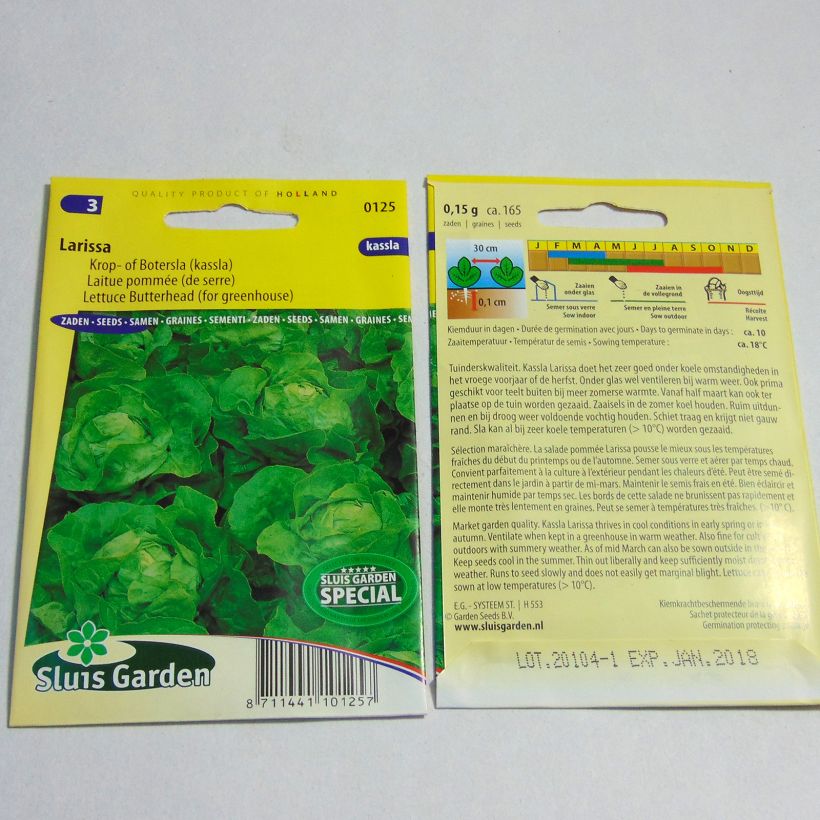 Example of Butterhead Lettuce Larissa - Lactuca sativa per pack of 165 seeds specimen as delivered