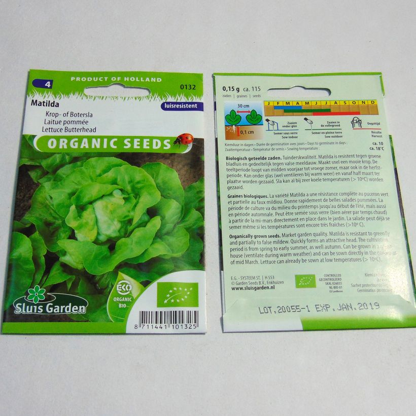 Example of Butterhead Lettuce Matilda - Lactuca sativa per pack of 115 seeds specimen as delivered