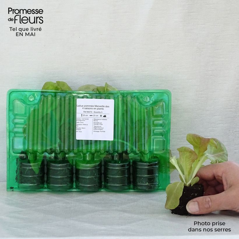 Butterhead Lettuce Merveille des 4 saisons plants - Lactuca sativa Root ball 4cm x 4.5cm sample as delivered in spring
