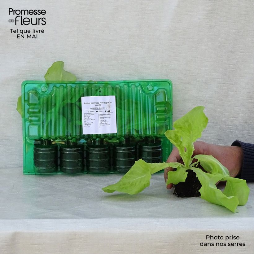Cos Lettuce Novappia plants - Lactuca sativa Root ball 4cm x 4.5cm sample as delivered in spring