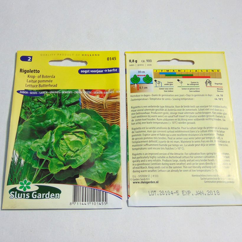 Example of Butterhead Lettuce Rigoletto - Lactuca sativa per pack of 900 seeds specimen as delivered