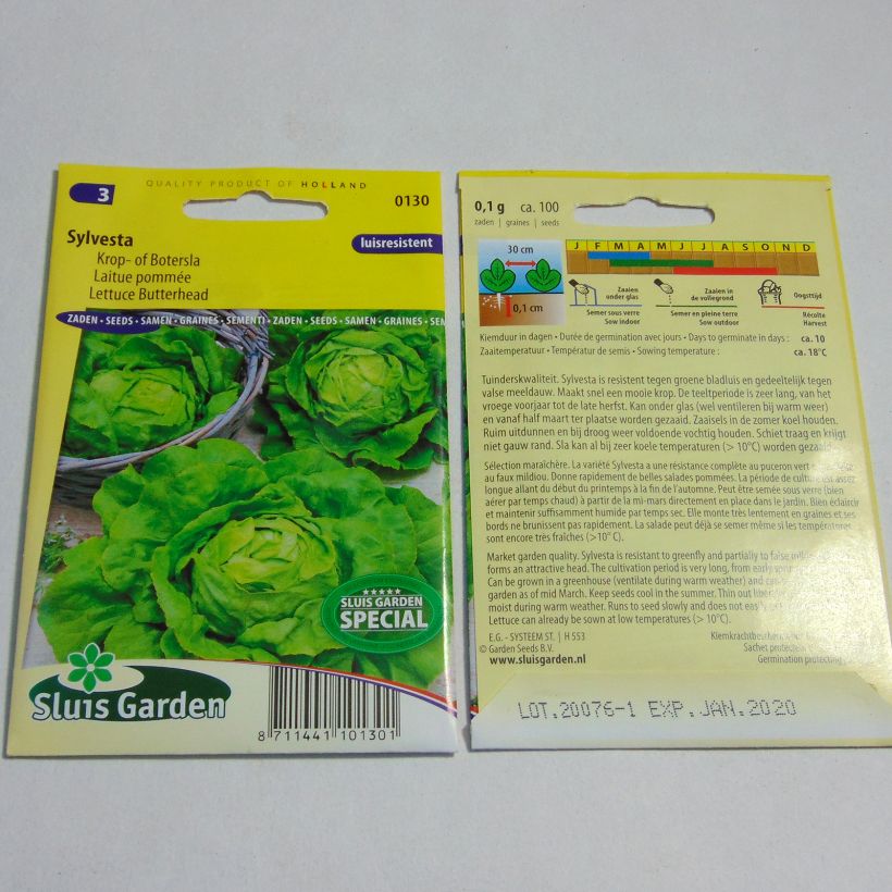 Example of Butterhead Lettuce Sylvesta - Lactuca sativa per pack of 100 seeds specimen as delivered