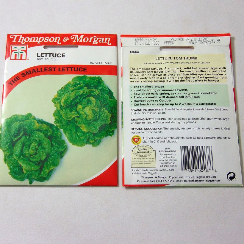 Example of Miniature Butterhead Lettuce Tom Thumb - Lactuca sativa specimen as delivered