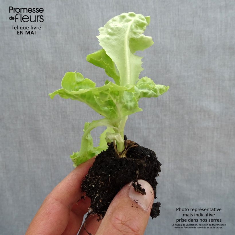 Organic Butterhead Lettuce Gabino plants - Lactuca sativa Root ball 4cm x 4.5cm sample as delivered in spring