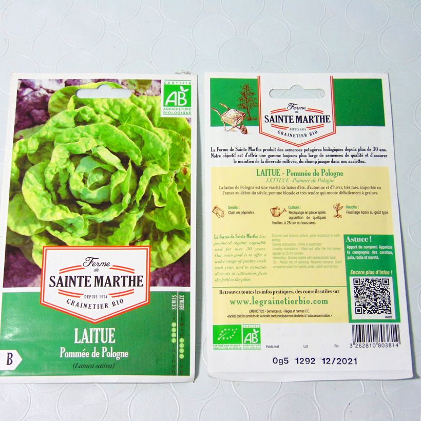Example of Butterhead Lettuce de Pologne - Ferme de Sainte Marthe seeds per pack of 500 seeds specimen as delivered