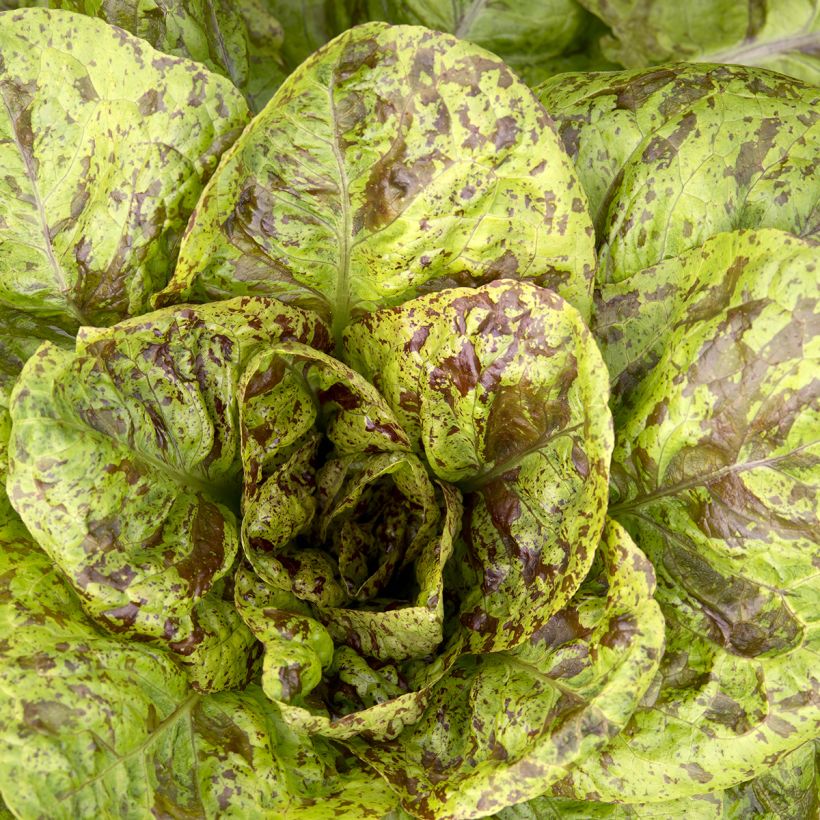 Romaine Lettuce Paris White Cos - Vilmorin Seeds (Foliage)