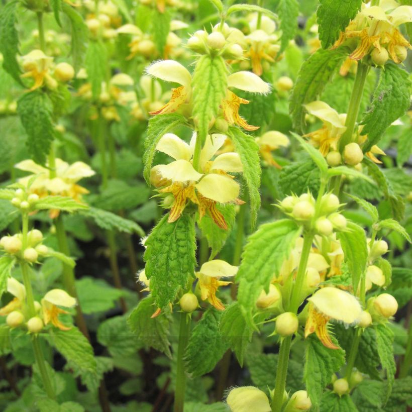 Lamium galeobdolon - Yellow Deadnettle (Flowering)