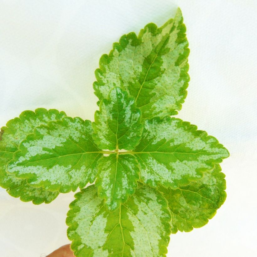 Lamium galeobdolon Florentinum - Yellow Deadnettle (Foliage)