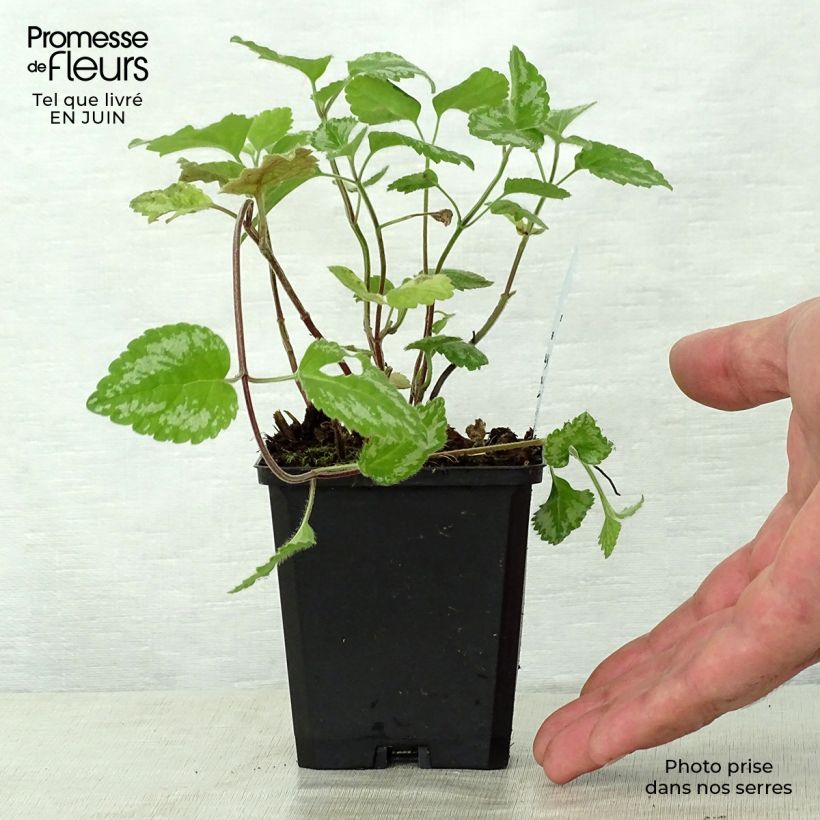 Lamium galeobdolon Florentinum - Yellow Deadnettle 8/9 cm pot sample as delivered in summer