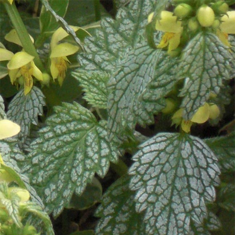 Lamium galeobdolon Hermanns Pride - Yellow Deadnettle (Foliage)