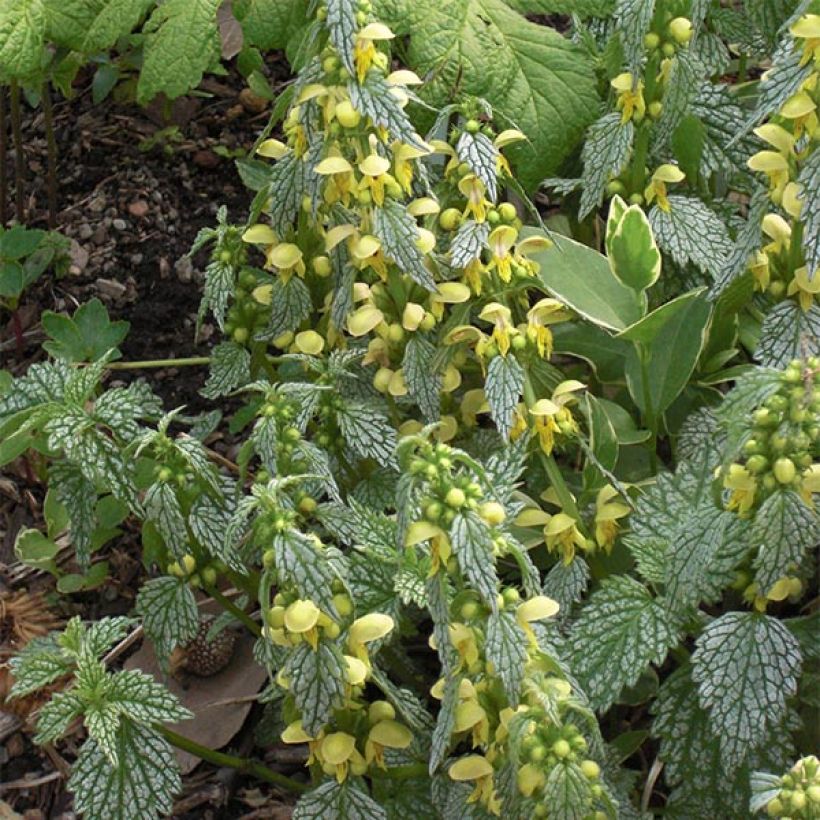 Lamium galeobdolon Hermanns Pride - Yellow Deadnettle (Flowering)