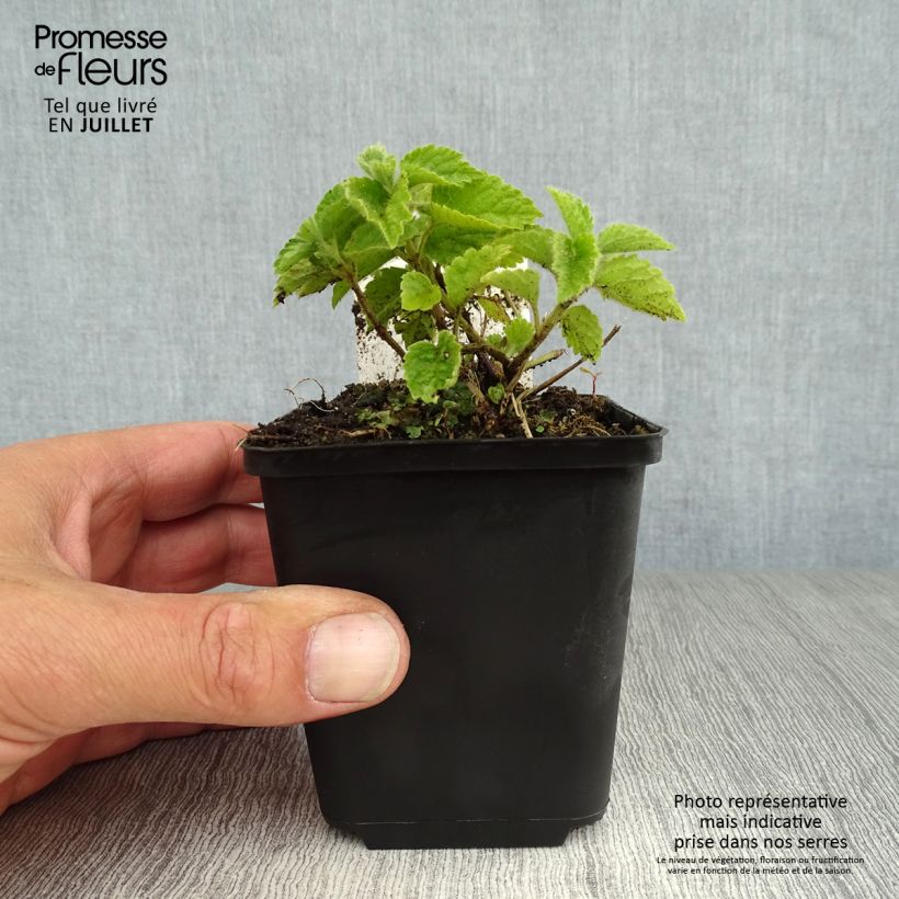 Lamium galeobdolon - Yellow Deadnettle 8/9 cm pot sample as delivered in summer