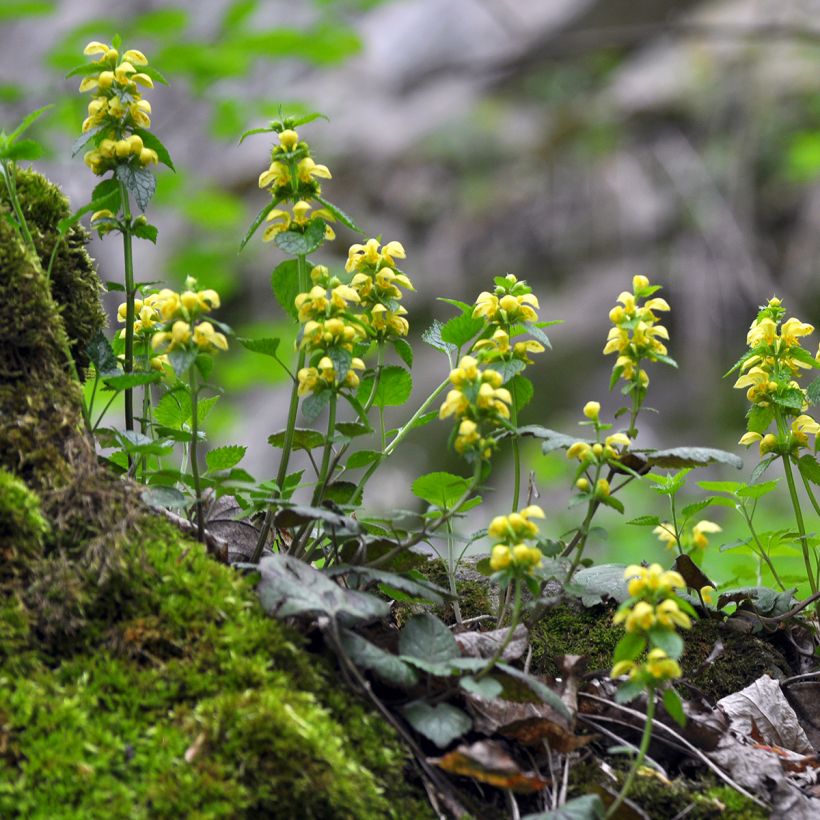 Lamium galeobdolon - Yellow Deadnettle (Plant habit)