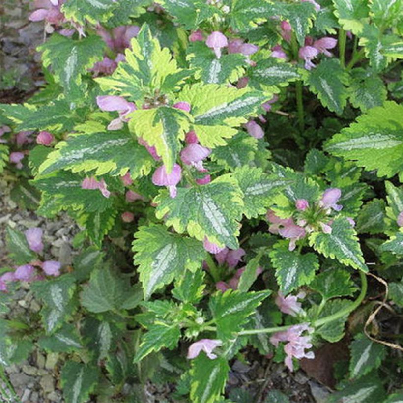 Lamium maculatum Anne Greenaway - Spotted Deadnettle (Foliage)