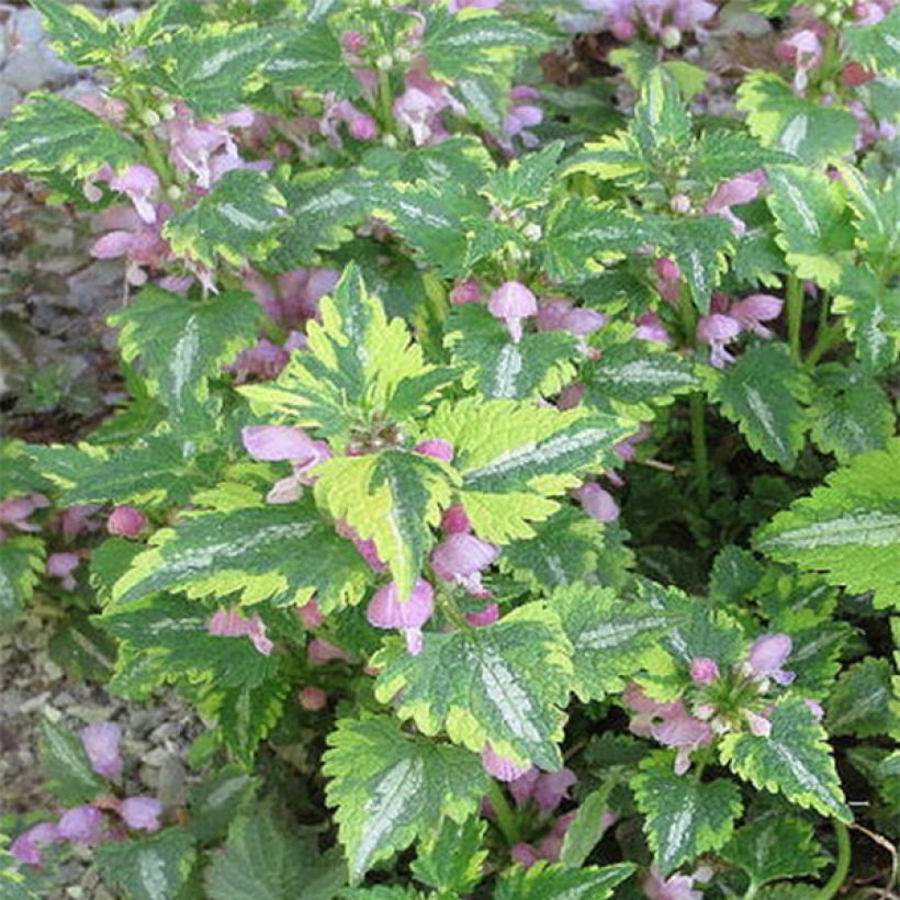 Lamium maculatum Anne Greenaway - Spotted Deadnettle (Flowering)