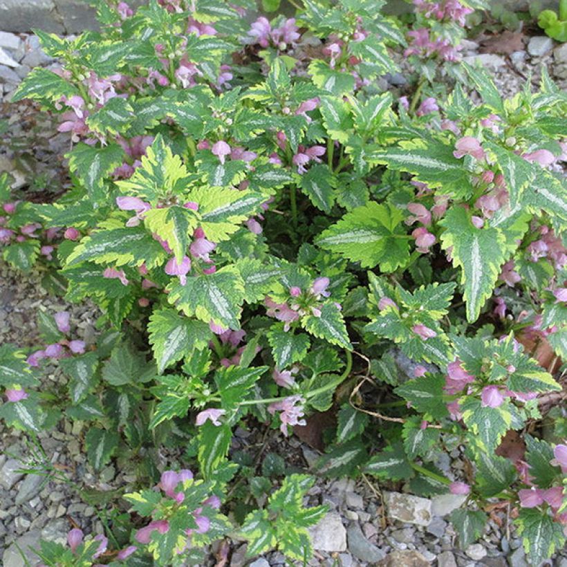 Lamium maculatum Anne Greenaway - Spotted Deadnettle (Plant habit)